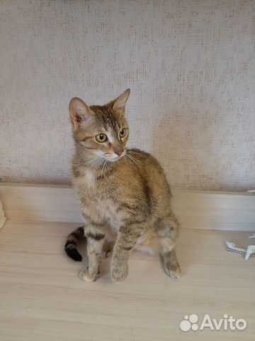 Молодая кошечка Молодая кошечка