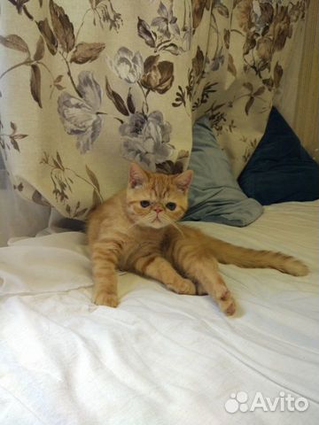 Котята экзотической короткошерстной