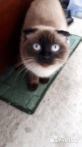 Кошка Кошка