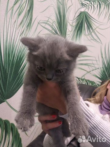 Кошка Кошка