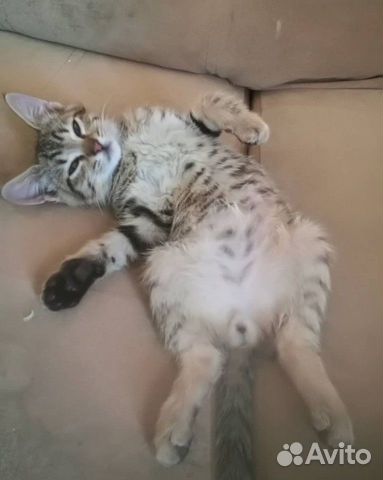 Котенок мальчик Котенок мальчик