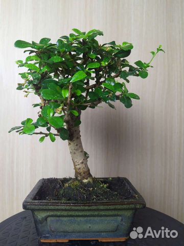 Бонсай чайная церемония 25 см