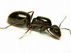Camponotus aethiops матка + 4-16 рабочих