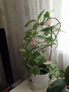 Хойя, плющ восковой.взрослое растение