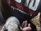Бронь щенков Западна Сибирской Лайки объявление продам