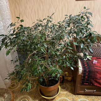 Фикус Бенджамина