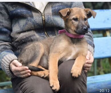 Умная ласковая щенок вырастет средняя