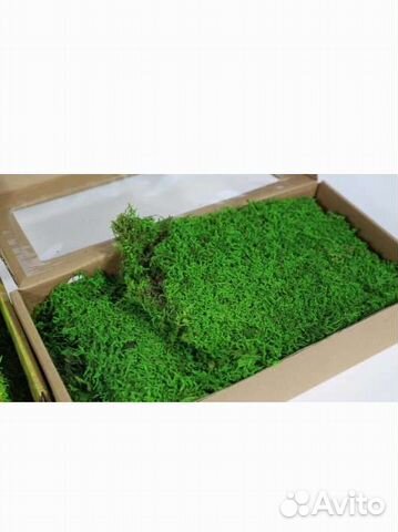 Стабилизированный пластовой мох