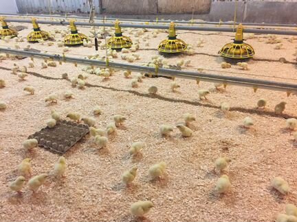 Цыплята бройлеры