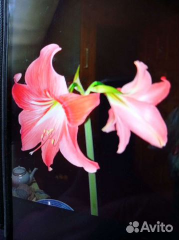 Гиппиаструм (амариллис)