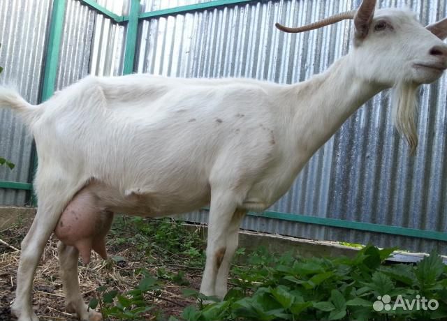 Продаю козу  в Моргаушах | Животные и зоотовары | Авито