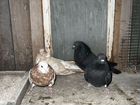 Продам кировоградских голубей