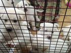 Щенки Лайки западно-сибирской и Ханаанской собаки объявление продам