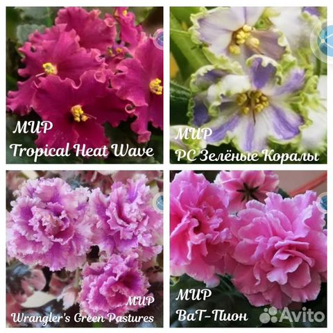 Детки сортовых фиалок