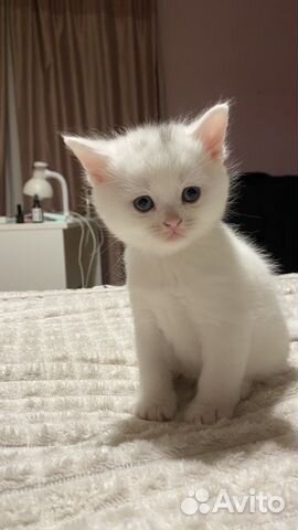 Котята шотландские прямоухие