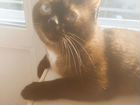 Сиамский кот на вязку объявление продам