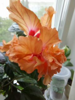 Сортовые гибискусы