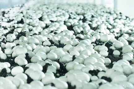 Компост для выращивания шампиньонов