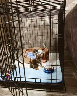 Клетка для собак