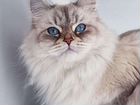 Невская-маскарадная кошка объявление продам