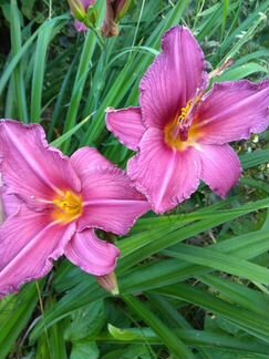 Лилейники и многолетние цветы