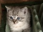Котёнок-кошечка от Невской маскарадной объявление продам