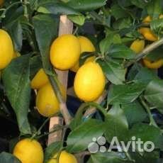 Саженцы лимона