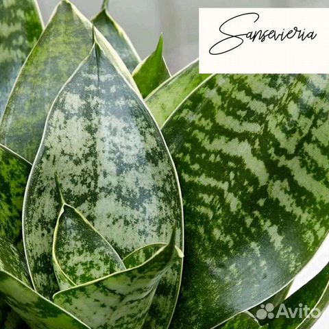 Щучий хвост