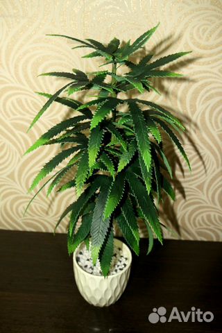 Фоамиран конопля выращивать марихуану в лесу