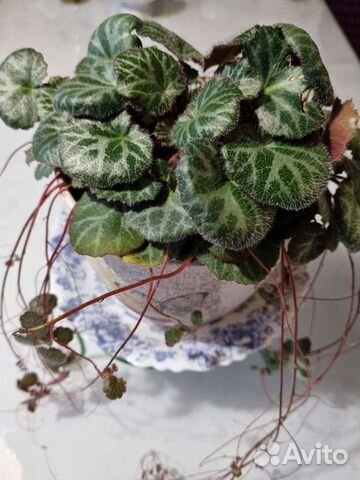 Камнеломка плетеносная