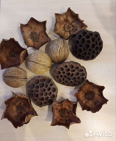 Цветы сухие натуральные для икебаны и декора