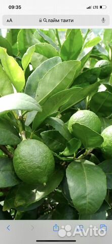 Цитрусовые растения