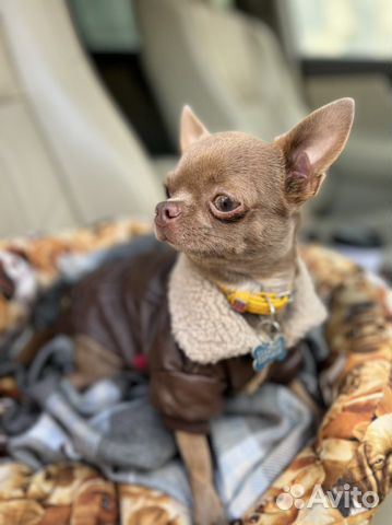 Вязка мини кобель лиловый ген Чихуахуа