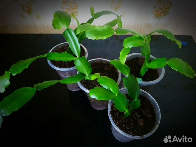 Шлюмбергера / 