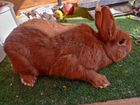 Кролик новозеландские красные нзк объявление продам