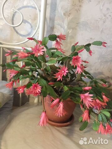 Пасхальный кактус