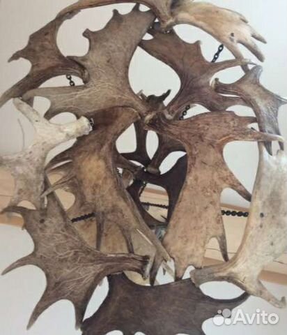 Рога лося оленя по кг или на вес (Horns Perm)