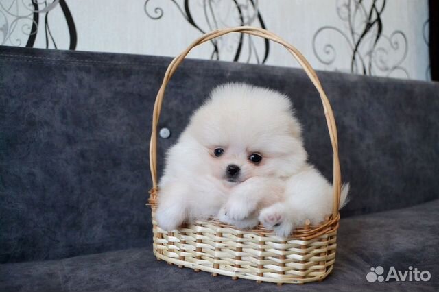 Щенки померанского шпица