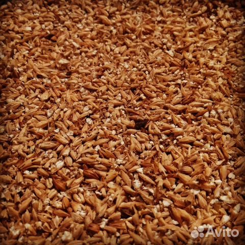 Солод ржаной,пшеничный,ячменный