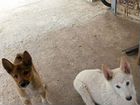 Чистокровные щенки Западно-Сибирской Лайки объявление продам