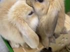 Вислоухие карликовые кролики с клеткой