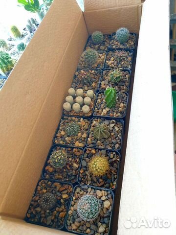 Композиции. Подарочный набор кактусов. Суккуленты