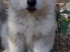 Собаки щенки Аляскинский маламут продажа объявление продам