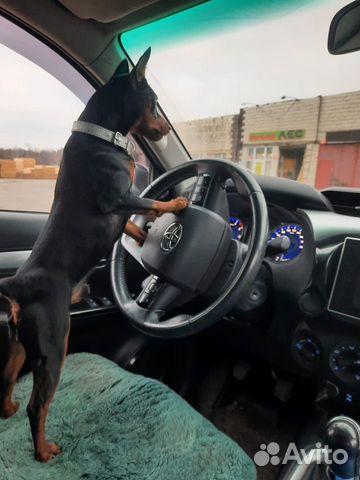 Кобелёк для вязки