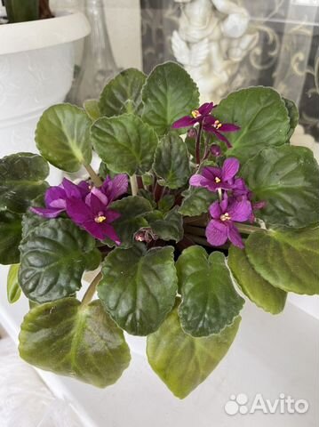 Комнатные цветы, отростки