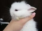 Декоративные кролики с клеткой и переноской объявление продам