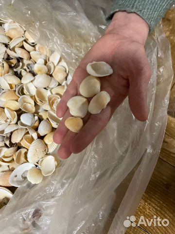 Морские ракушки