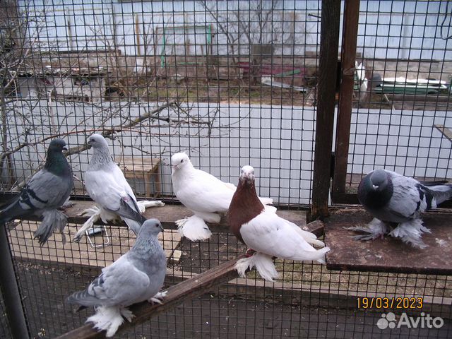 Голуби узбекские бойные