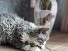 Котенок селкирк рекс 3 месяца объявление продам