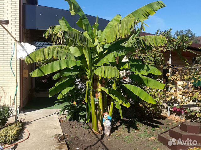 Банановая пальма в интерьере